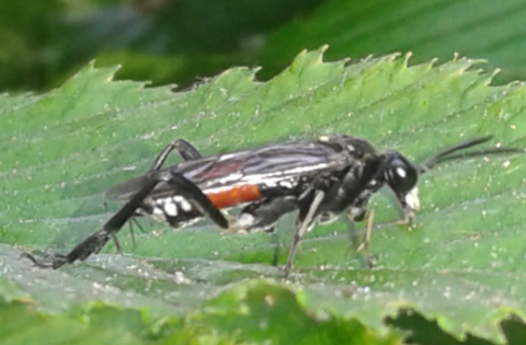 Tenthredinidae, altra Macrophya da ID: Macrophya militaris